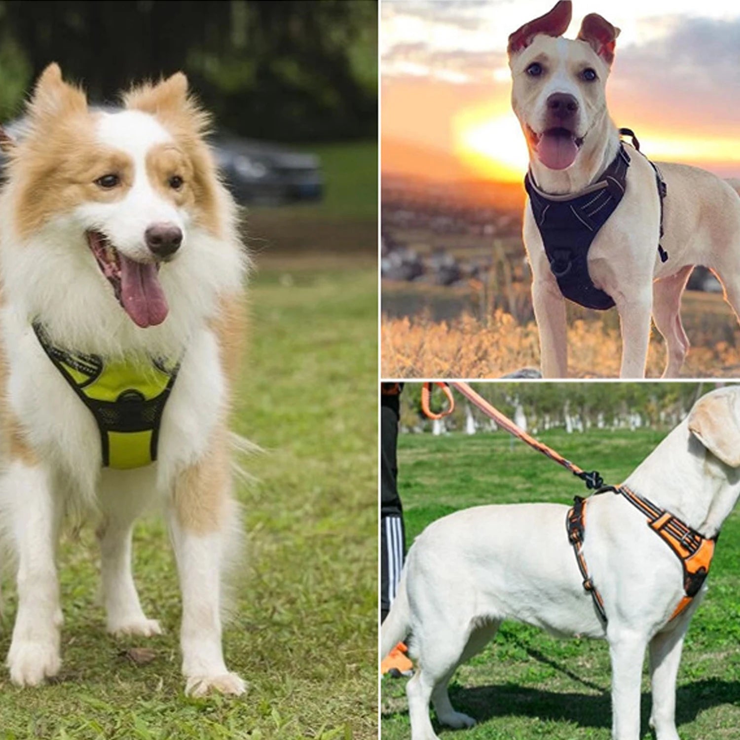Harnais DoucePatte™ – Harnais Confort pour Chien & Chat